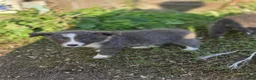 Border Collie honden te koop: Prachtige Lilac en Blue border collie pups - Advertentie 26
