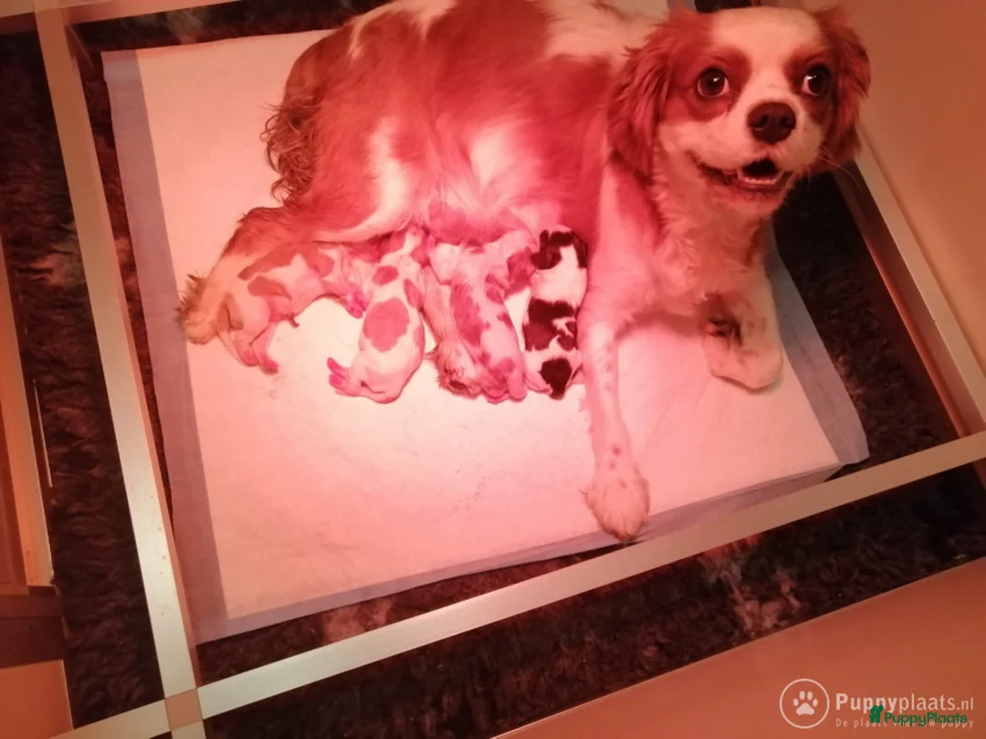 Cavalier King Charles Spaniel honden ter dekking: cavalierkingcharles spaniel dekreu messi in Mierlo - Advertentie 4