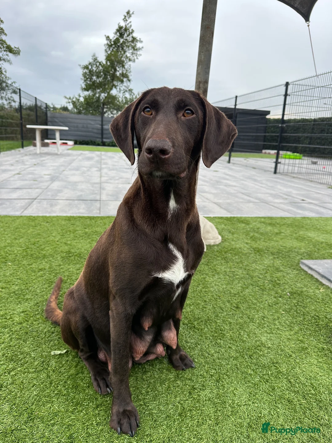 Kruising honden te koop: Kruising pups Doodle x Duitse stadoodle in Broeksterwald - Advertentie 2