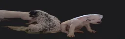 Kruising honden te koop: American bully x pups  - Advertentie 3