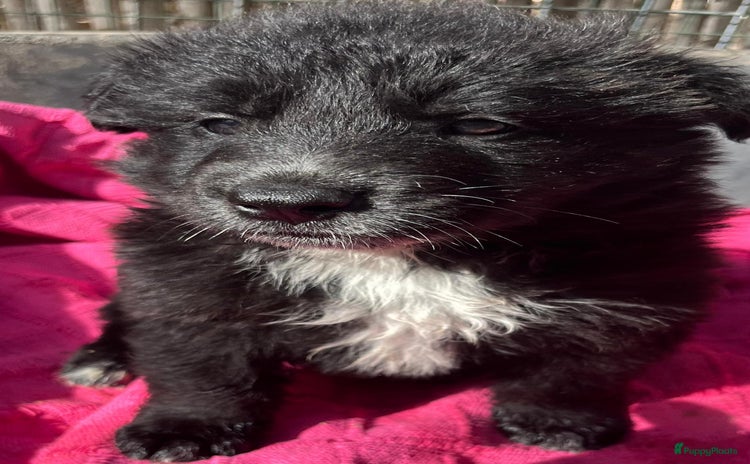 Kruising honden - Advertentie 2