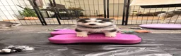 Pomsky honden te koop: Pomsky puppy’s F3 - Advertentie 23