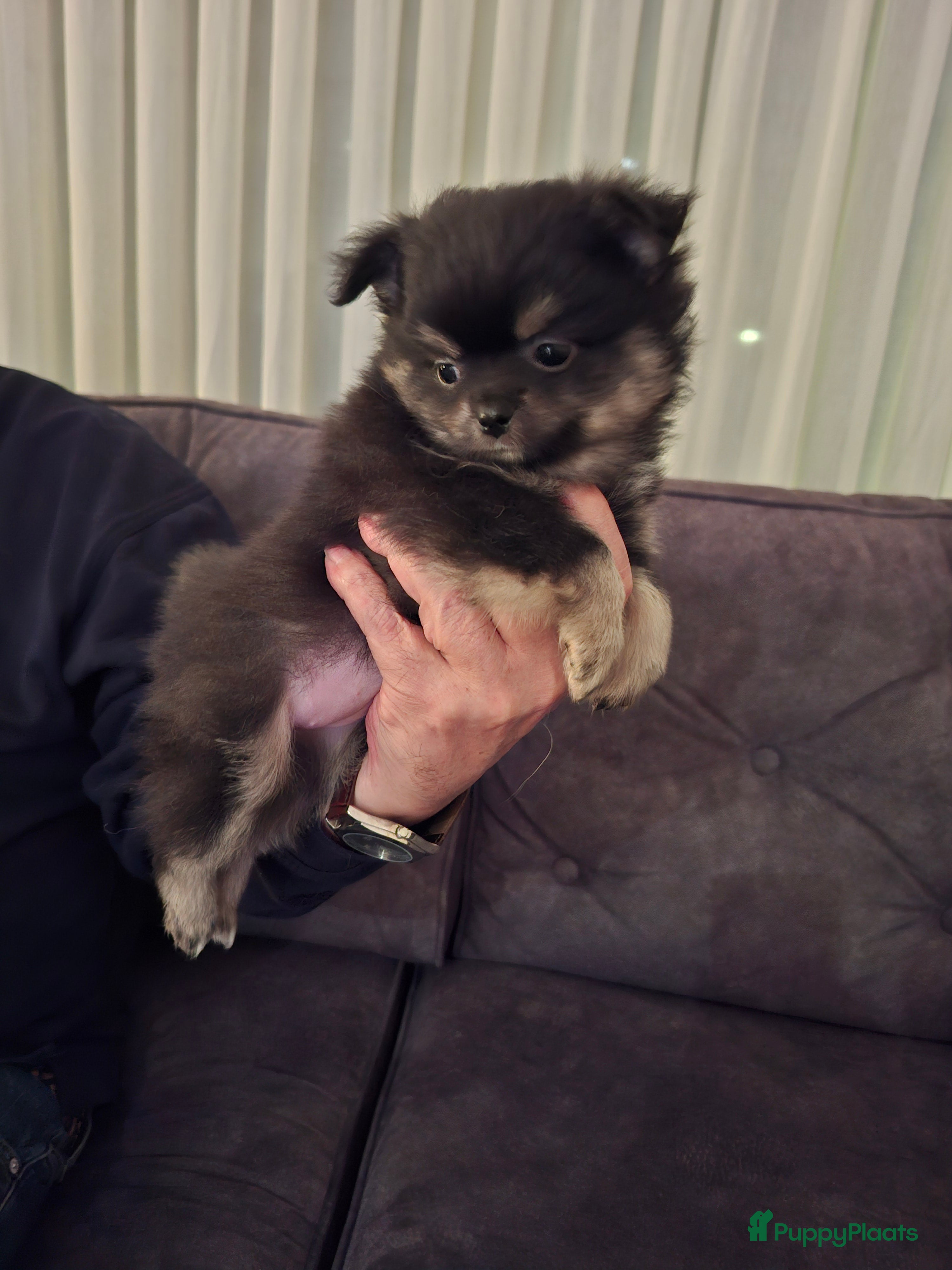 Pomeriaan honden Deze 2 lieverds  zoeken nog gouden  mandtje - Advertentie 9