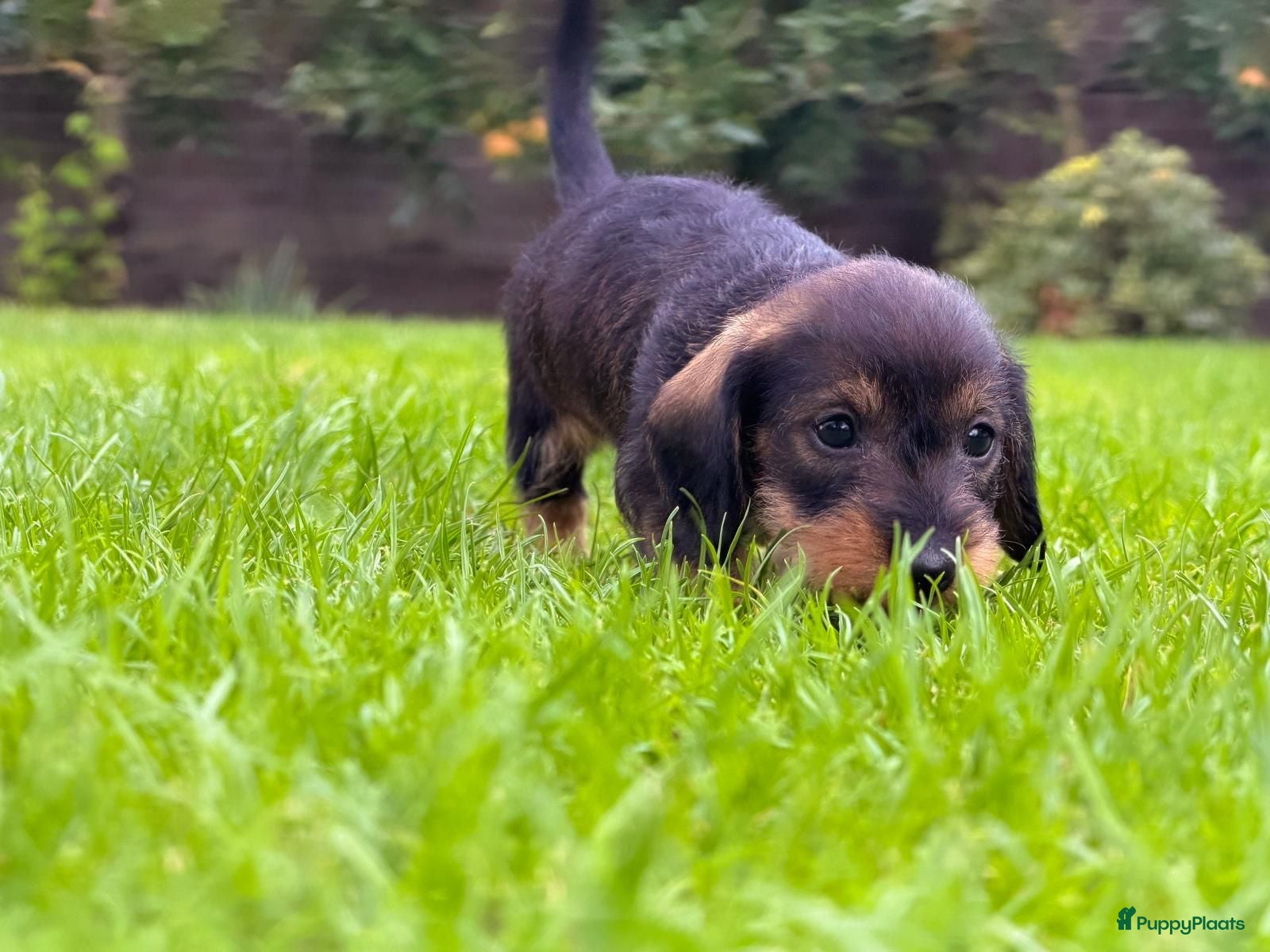 Ruwhaar Teckel honden Prachtige stamboom ruwhaar dwergteckel pups - Advertentie 2