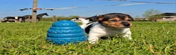 Jack Russel Terriër honden te koop: 🥰 5 Prachtige Jack Russel pups! 🐶 - Advertentie 25