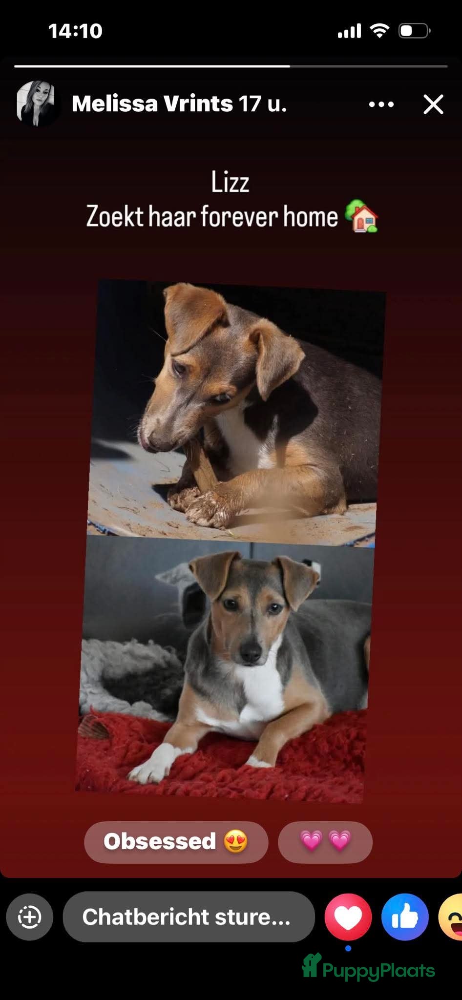 Jack Russel Terriër honden Lieve Lizz ter adoptie - Advertentie 1