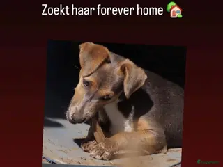 Jack Russel Terriër honden Lieve Lizz ter adoptie - Advertentie 3