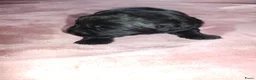 Labrador Retriever honden te koop: labrador pups, 5 teefjes en 3 reutjes beschikbaar. - Advertentie 3
