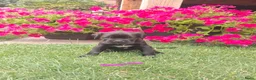 Kruising honden te koop: Unieke leuke kruising Labrador Boxer x Boxer pups. - Advertentie 13