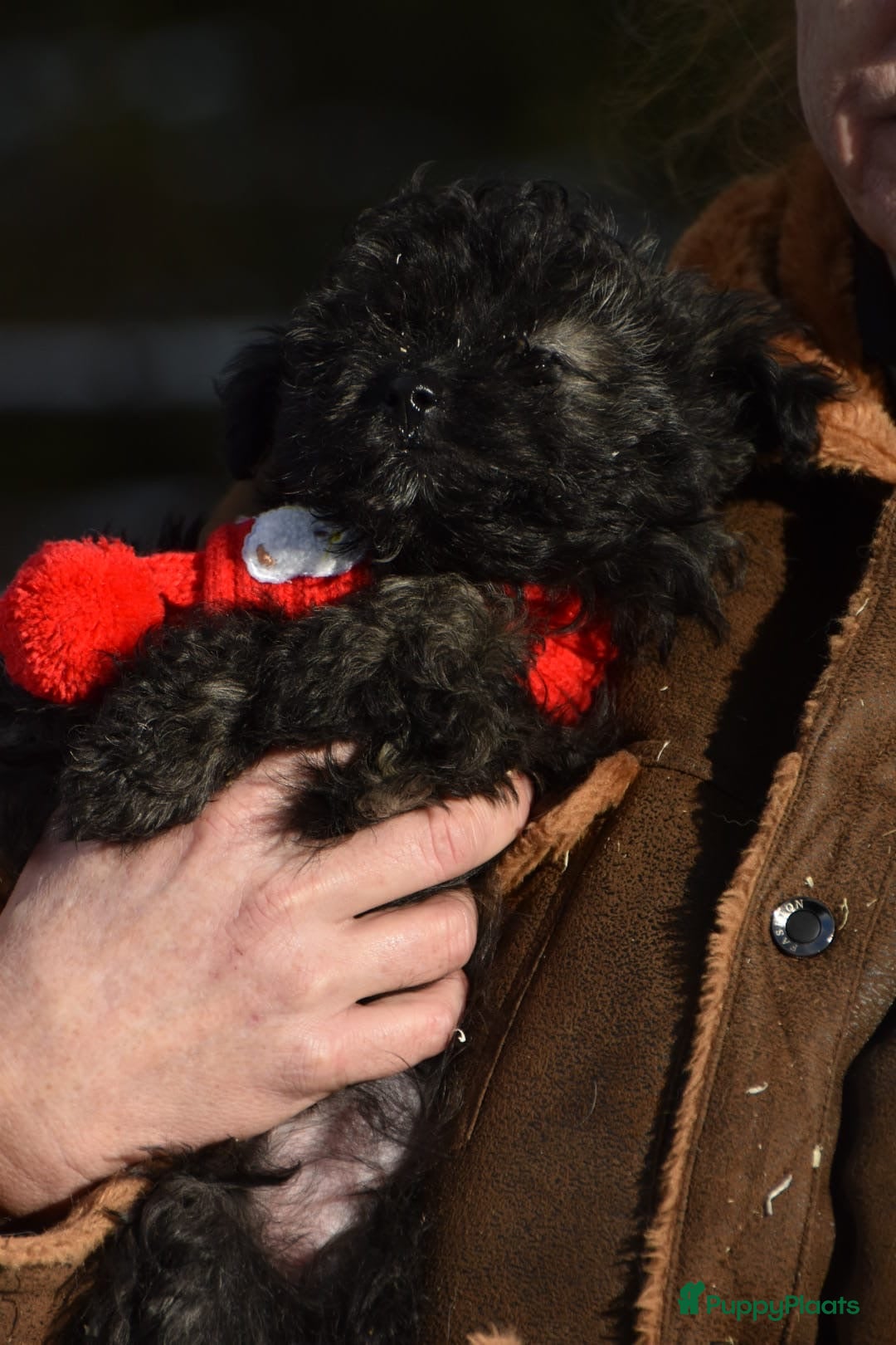Kruising honden te koop: Zeer lieve pluizenbolletjes met krul 🤗 PomxPoedel - Advertentie 6