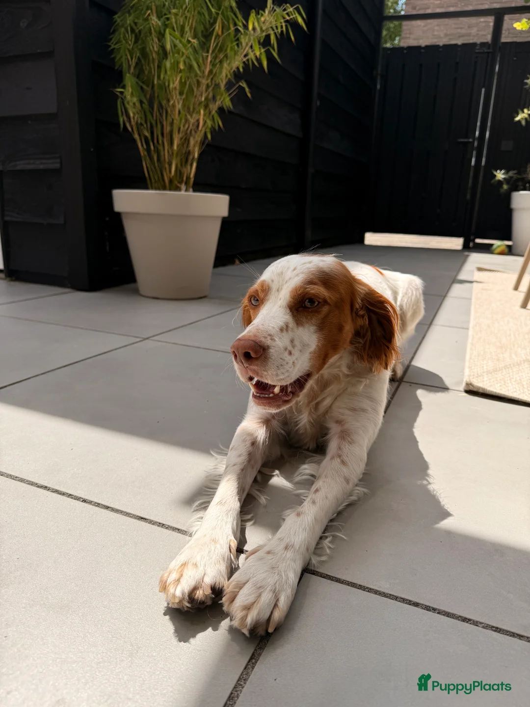 Kruising honden ter dekking: Mooie spaniel-achtige reu beschikbaar voor dekking - Advertentie 2