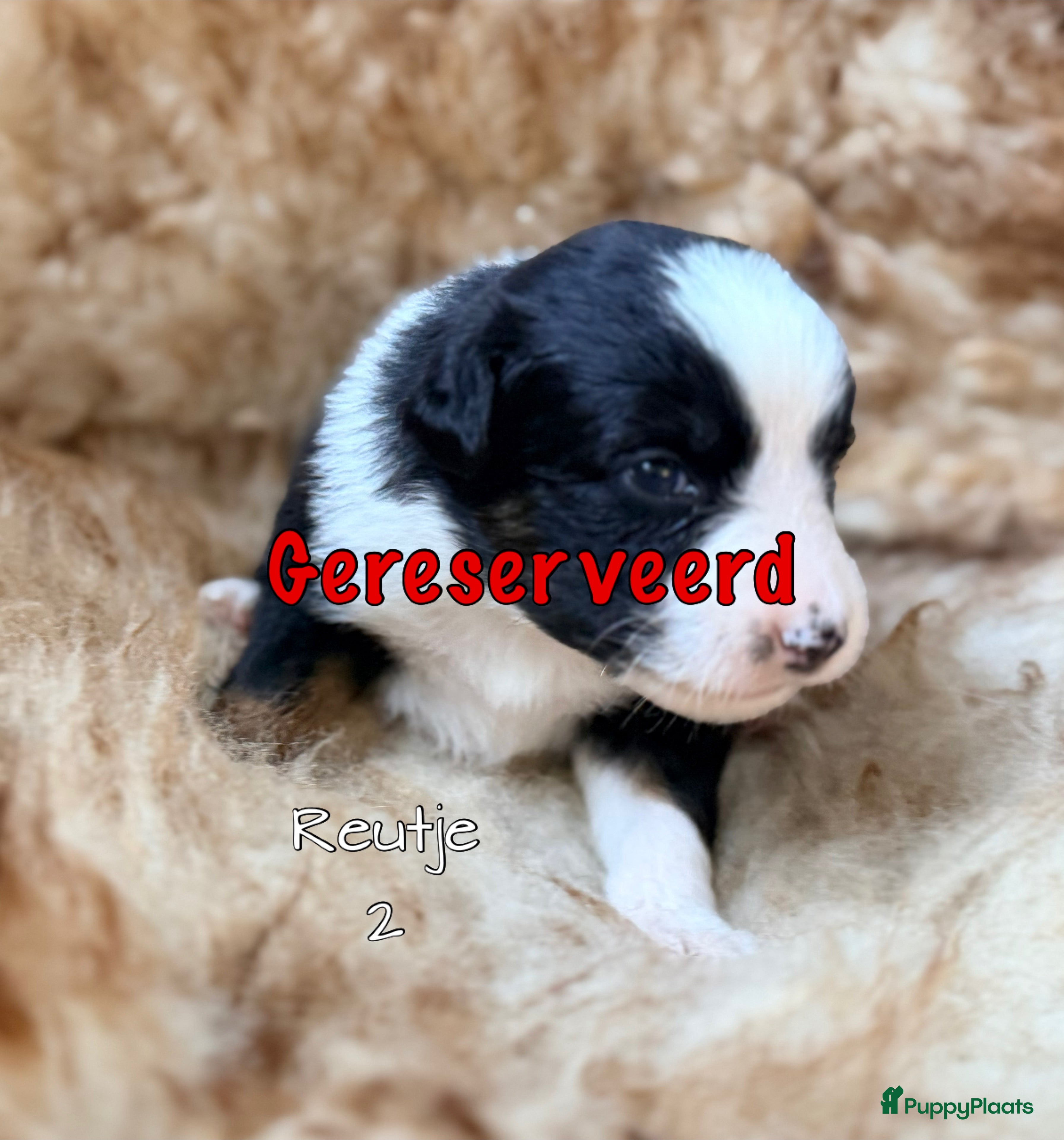 Australian Shepherd honden Australian shepherd pups  - Advertentie 2