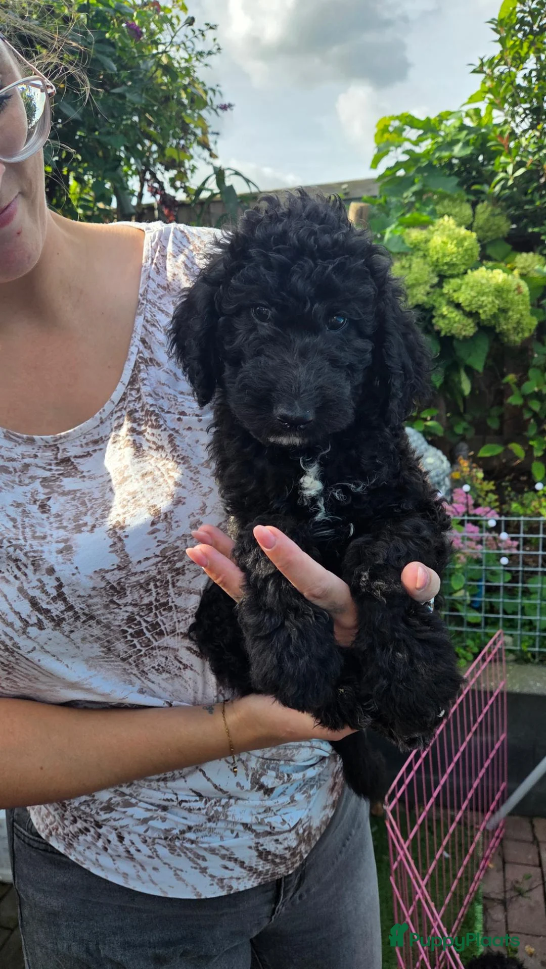 Labradoodle honden te koop: Labradoodel reutjes in Geleen - Advertentie 2