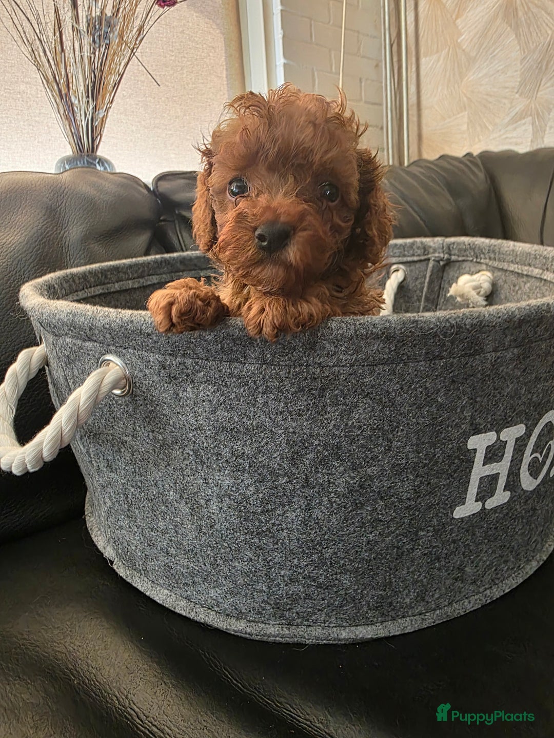 Poedel Toy honden te koop: Toy poedel pups - Afbeelding 5