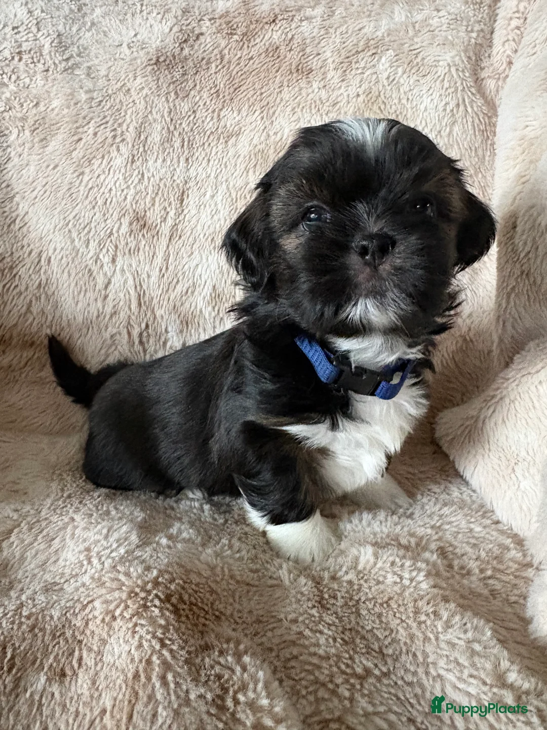 Shih Tzu honden te koop: Shih Tzu pups  - Advertentie 14