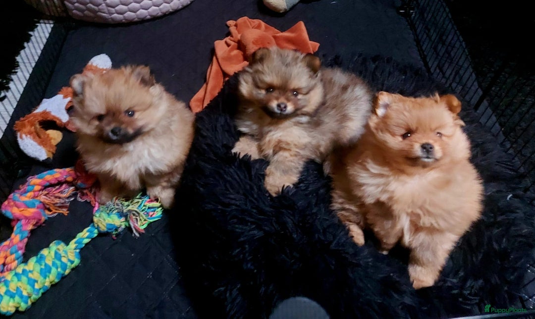 Pomeriaan honden te koop: Pomriaan puppy s - Advertentie 7