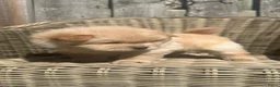 Chow Chow honden te koop: Mooie Chow Chow pups geboren - Advertentie 6