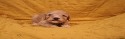 Barbet honden te koop: Barbet puppy’s geboren - Advertentie 12