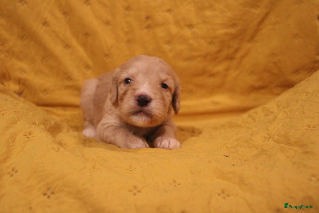 Barbet honden te koop: Barbet puppy’s geboren - Advertentie 12