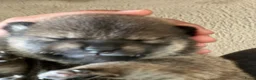 Shiba honden te koop:  Prachtige raszuivere Shiba Inu pups. - Advertentie 8