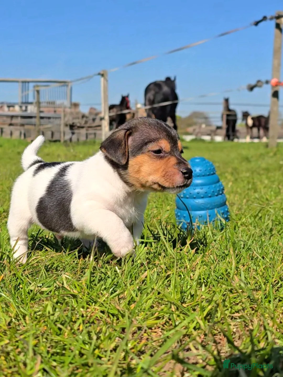 Jack Russel Terriër honden te koop: 🥰 5 Prachtige Jack Russel pups! 🐶 - Advertentie 29