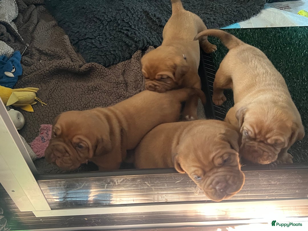 Bordeaux Dog honden te koop: Bordeauxdog puppy’s te koop in Lekkerkerk - Afbeelding 3