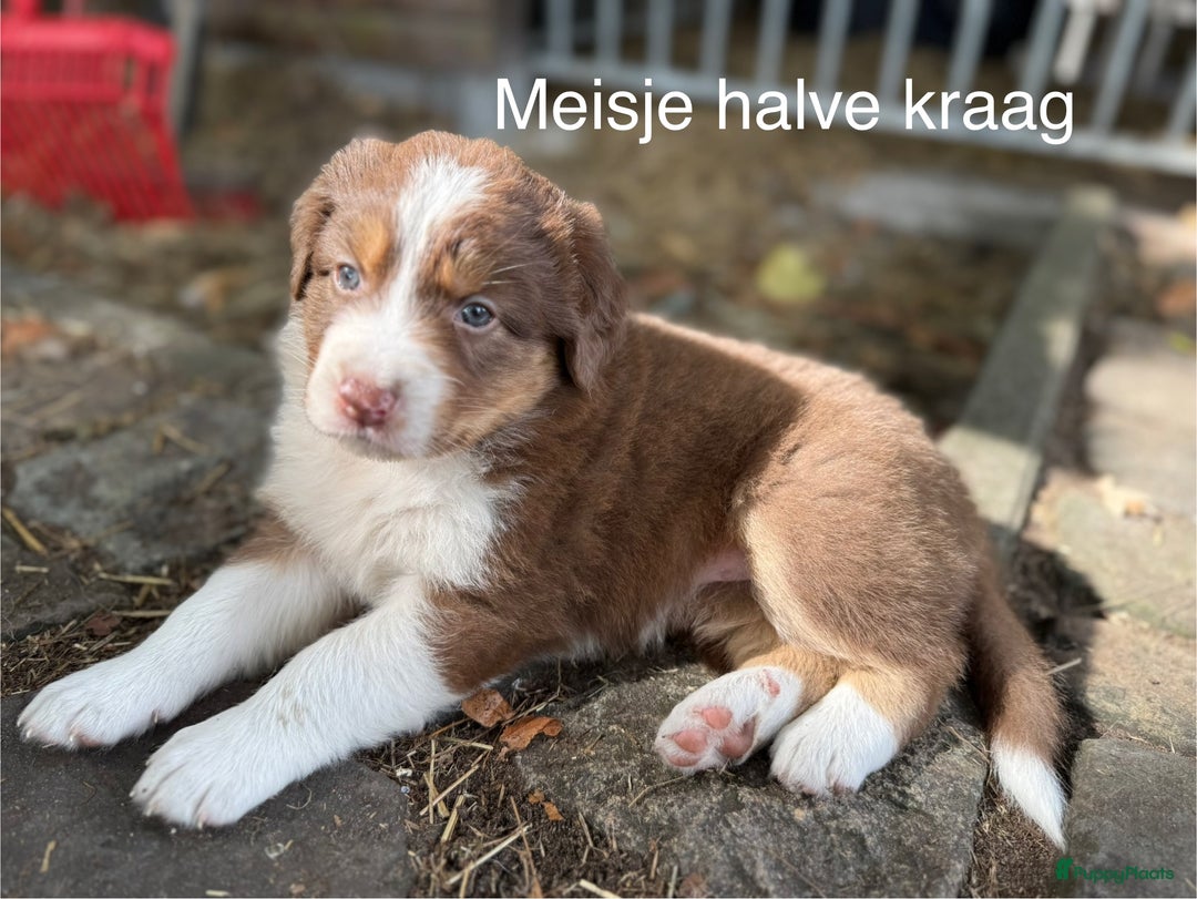 Australian Shepherd honden te koop: Raszuivere Australian Shepherd  - Afbeelding 7