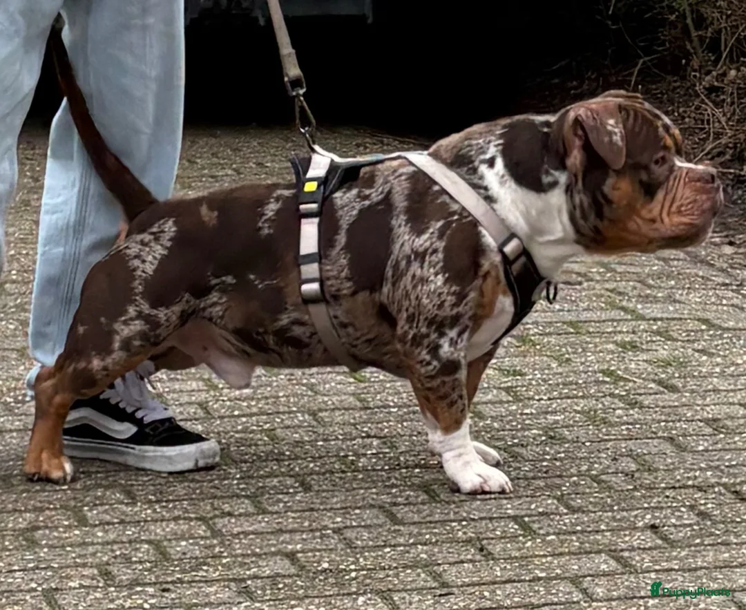 Amerikaanse Bully honden ter dekking: American Bully pocket dekreu  - Advertentie 2