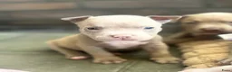 Amerikaanse Bully honden te koop: Amerikaanse pocket bully’s , met stamboom - Advertentie 4