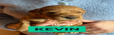 Kevin