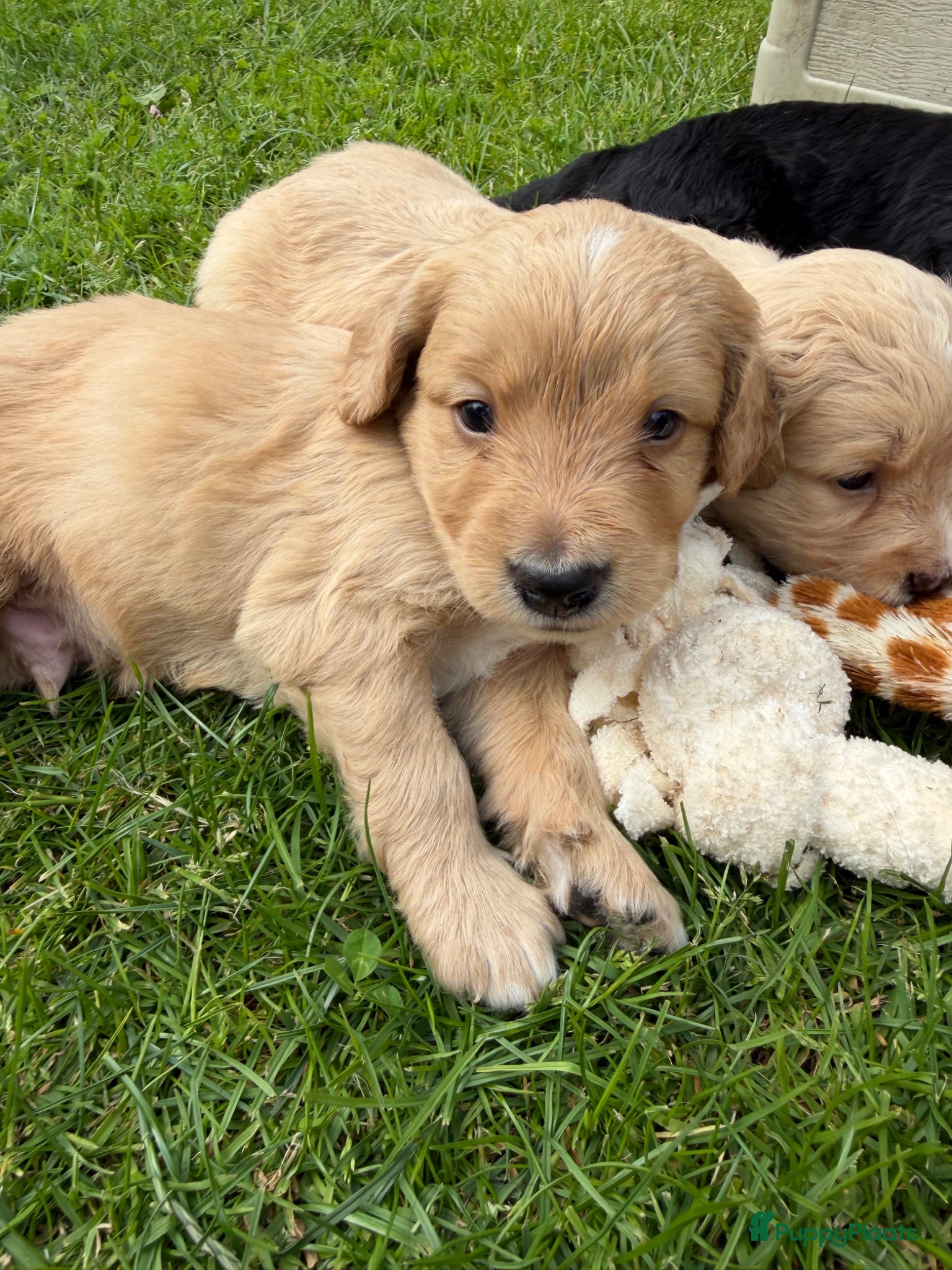 Bernedoodle honden Mini Bernedoodle pups te koop - Advertentie 2
