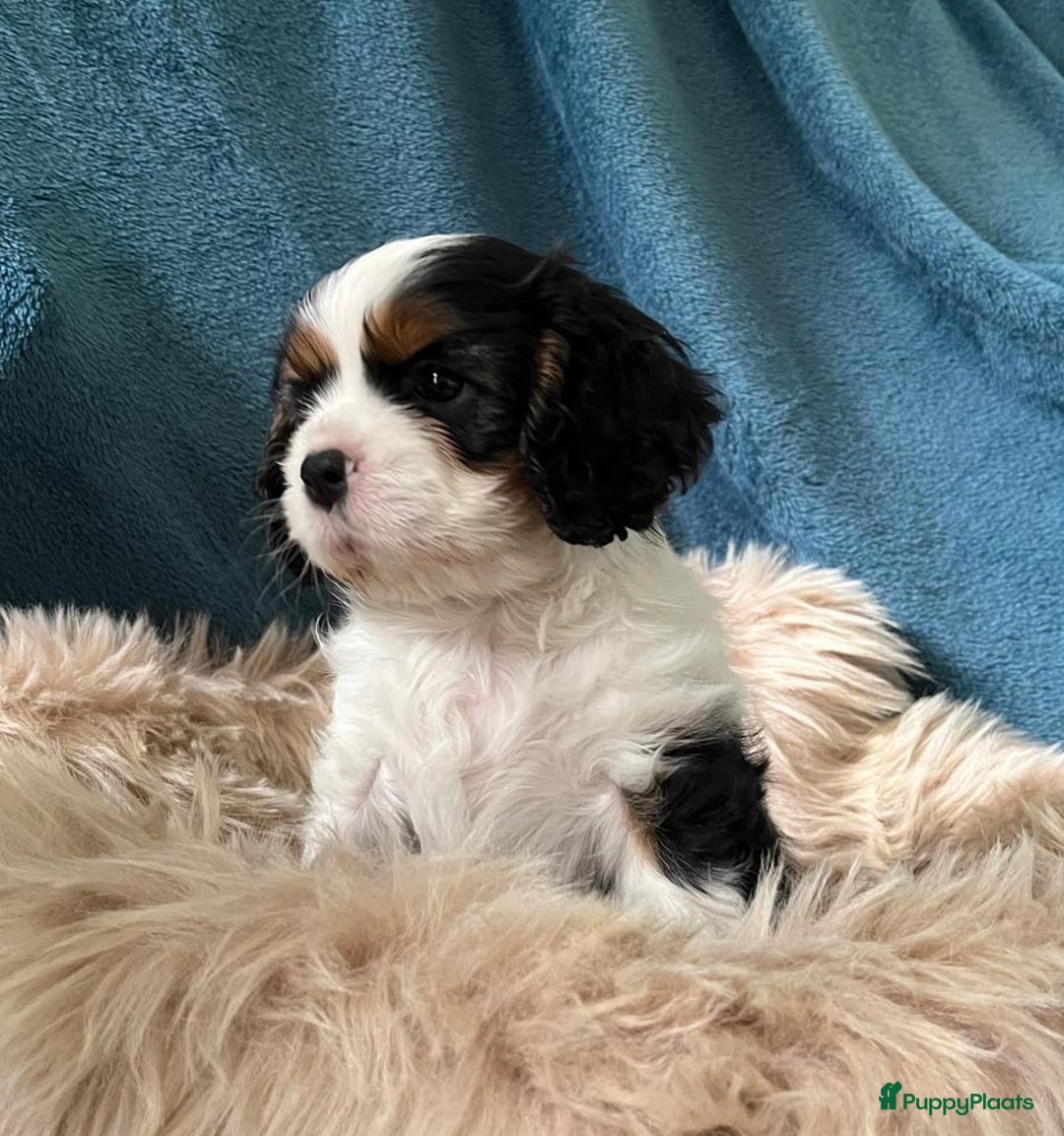 Cavalier King Charles Spaniel honden te koop: Cavalier King Charles Spaniel in Makkinga - Afbeelding 13