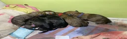 Oostenrijkse Kortharige Pinscher honden te koop: Kortharige Oostenrijkse Pinschers  - Advertentie 9