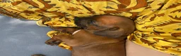 Rhodesian Ridgeback honden te koop: Rhodesian Ridgeback pups  in Abcoude - Advertentie 6