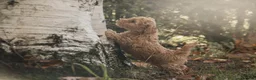 Poedel Toy honden te koop: 5 lieve Mini Toy Poedel pups zoeken een fijn thuis - Advertentie 3
