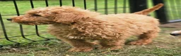 Kruising honden te koop: Mini labradoodle x maltipoo - Advertentie 4