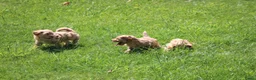 Maltipoo honden te koop: Knappe Maltipoo pups - Advertentie 14