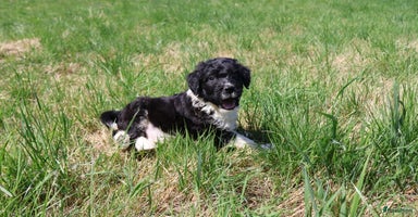 Australian Labradoodle honden - Advertentie 6