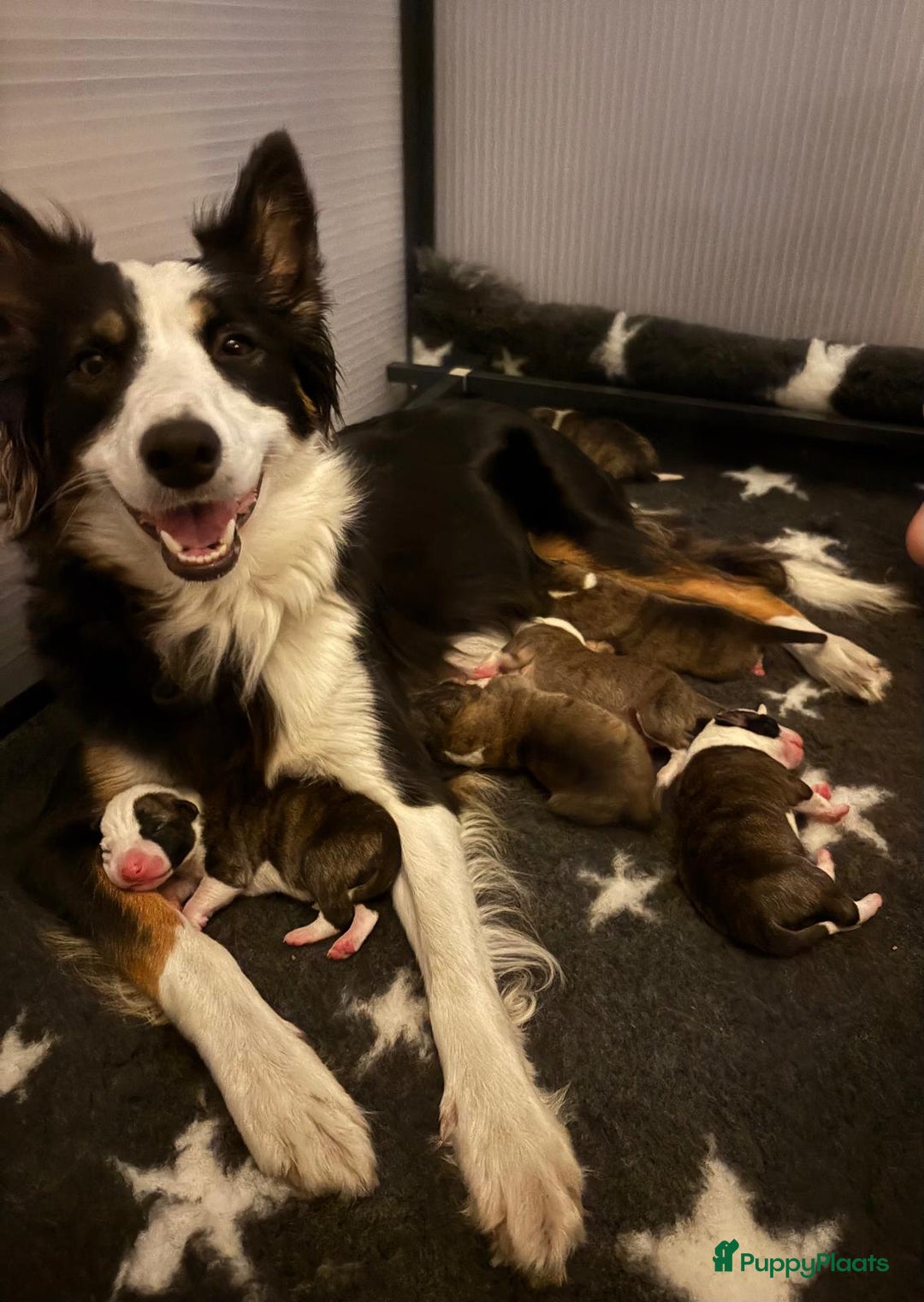 Kruising honden te koop: Whippet Pups X Border Collie  – gezinsvriendelijk! - Advertentie 7