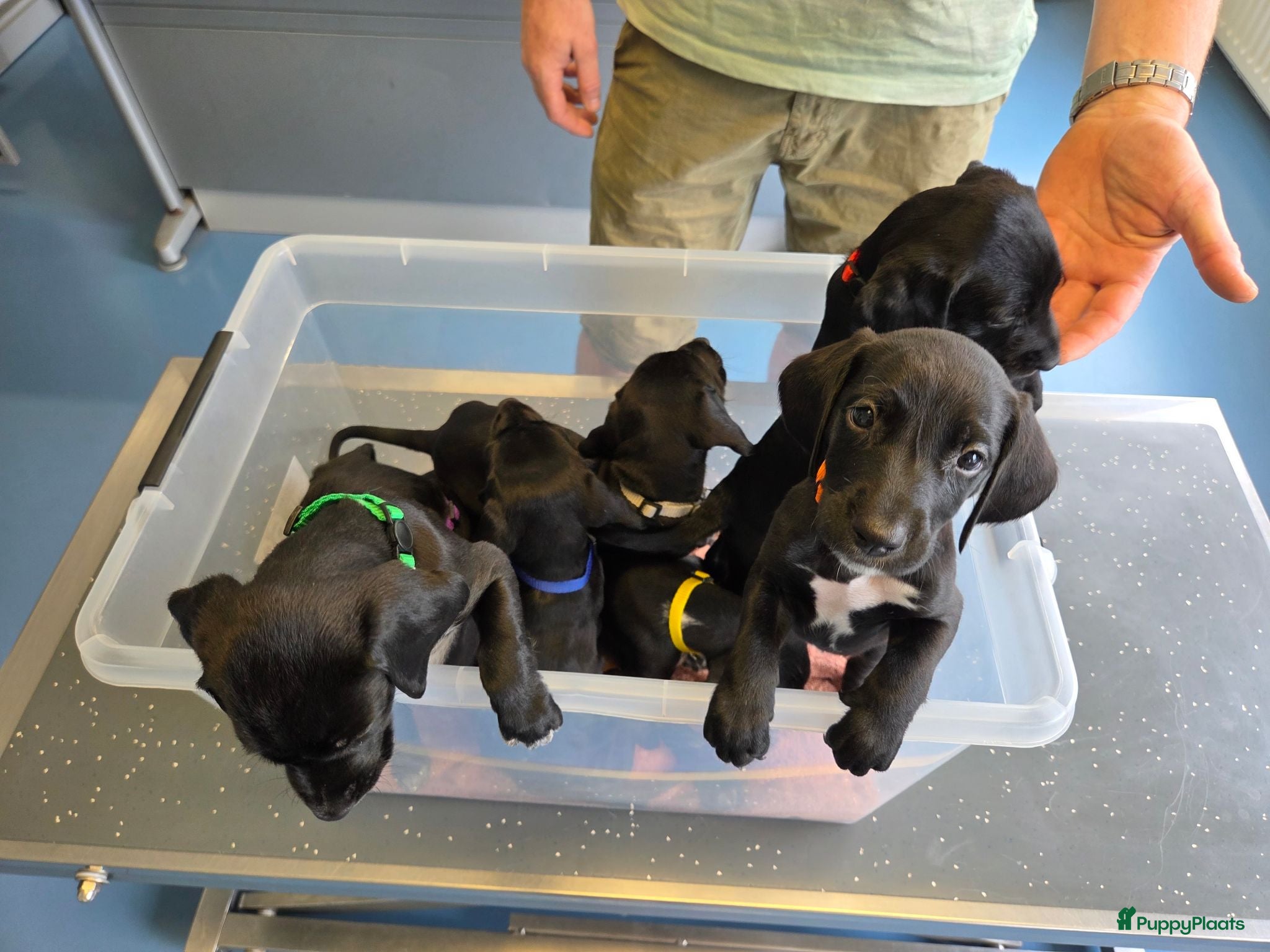 Kruising honden Prachtige Labradoodle x Dalmatiër puppy's! - Advertentie 18