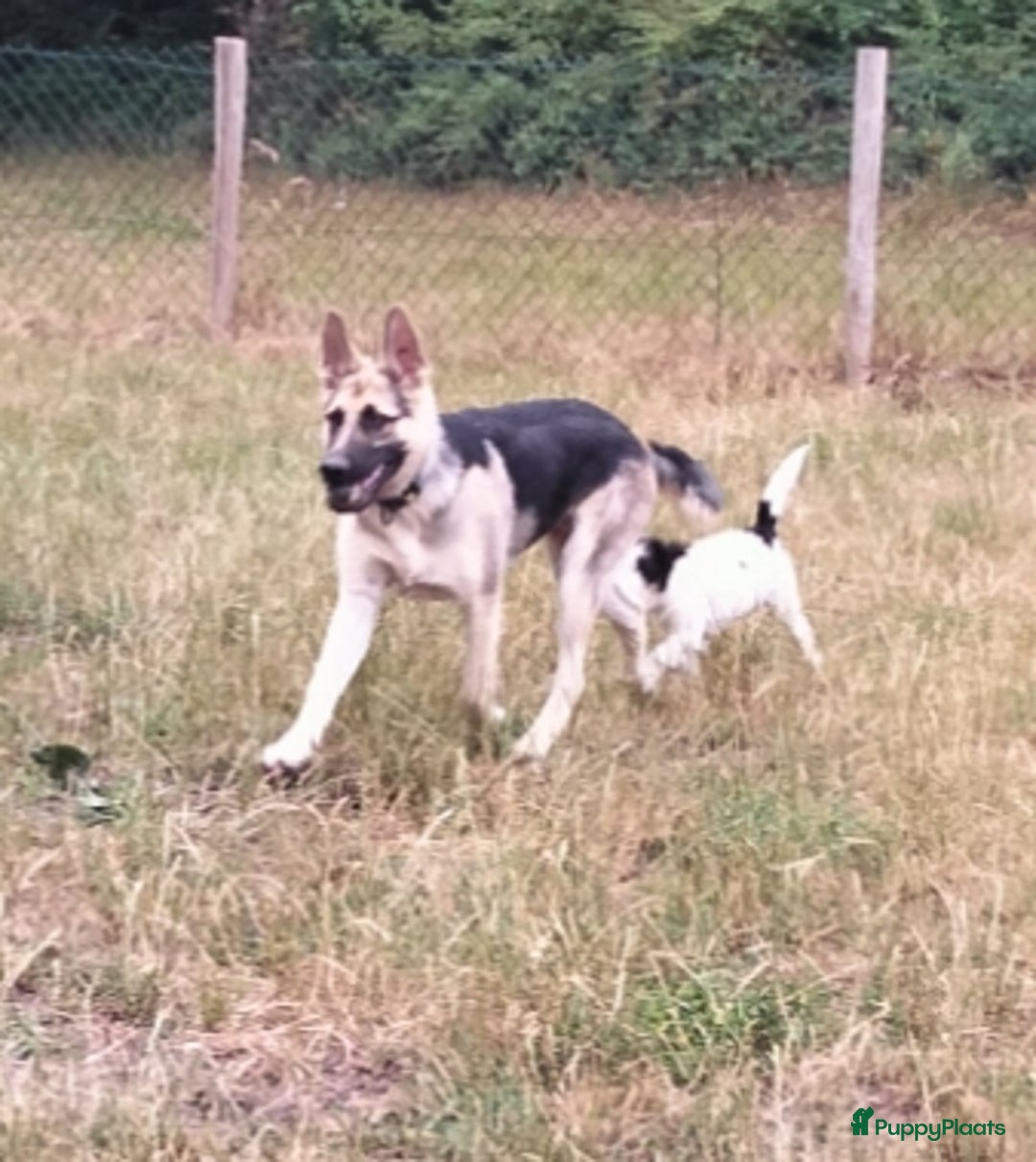 Duitse Herder honden te koop: Oost Europese herder pup reu - Afbeelding 5