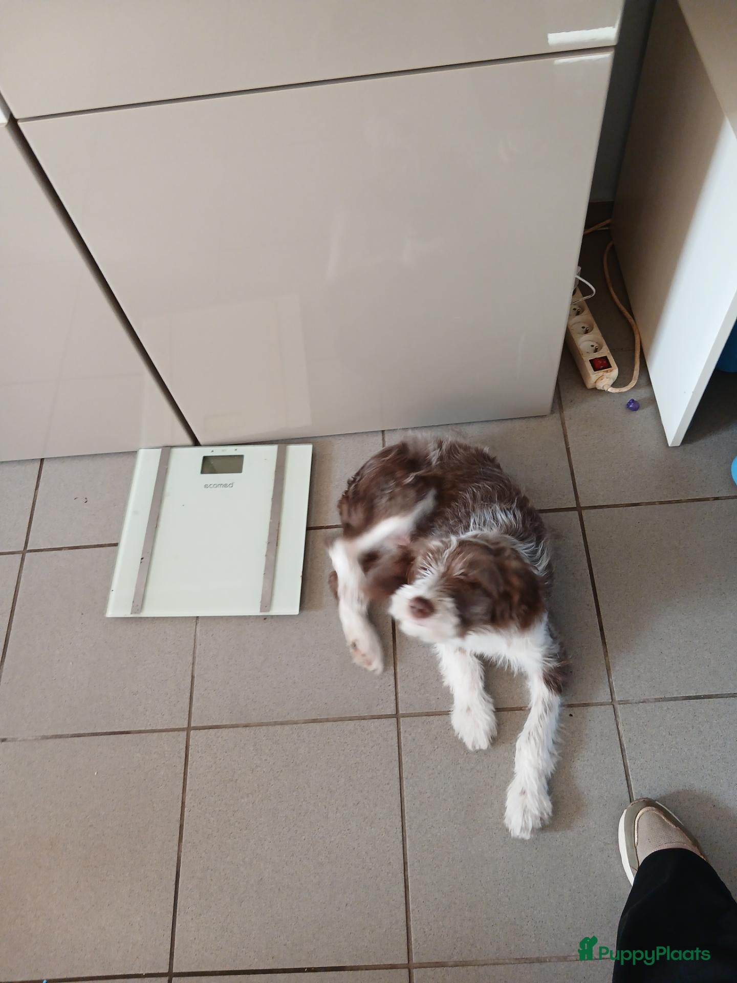Kruising honden te koop: Lieve australische herder  - Advertentie 5