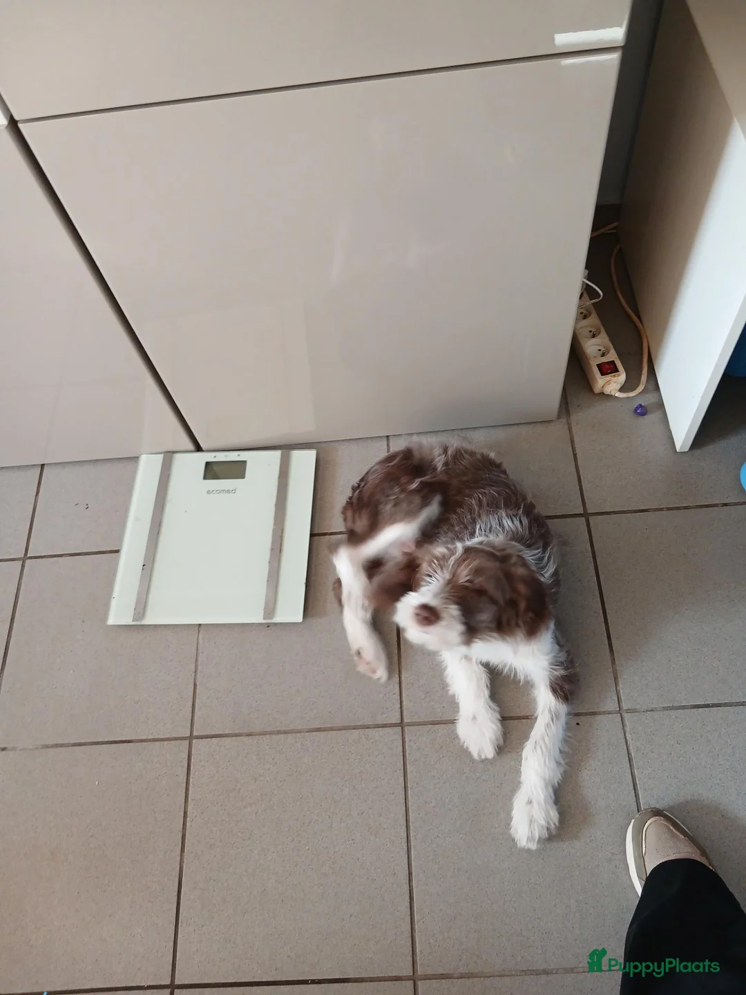 Kruising honden te koop: Lieve australische herder  - Advertentie 1