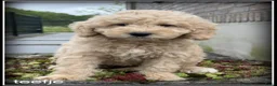 Labradoodle honden te koop: Labradoodle F4 medium pups Mogen het nest verlaten - Advertentie 7
