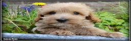 Maltipoo honden te koop: Maltipoo F1b pups - Advertentie 12