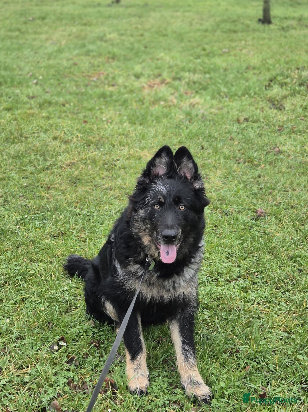 Kruising honden te koop: Prachtige pups Herdermix X Altdeutsche Hütehund  - Afbeelding 20