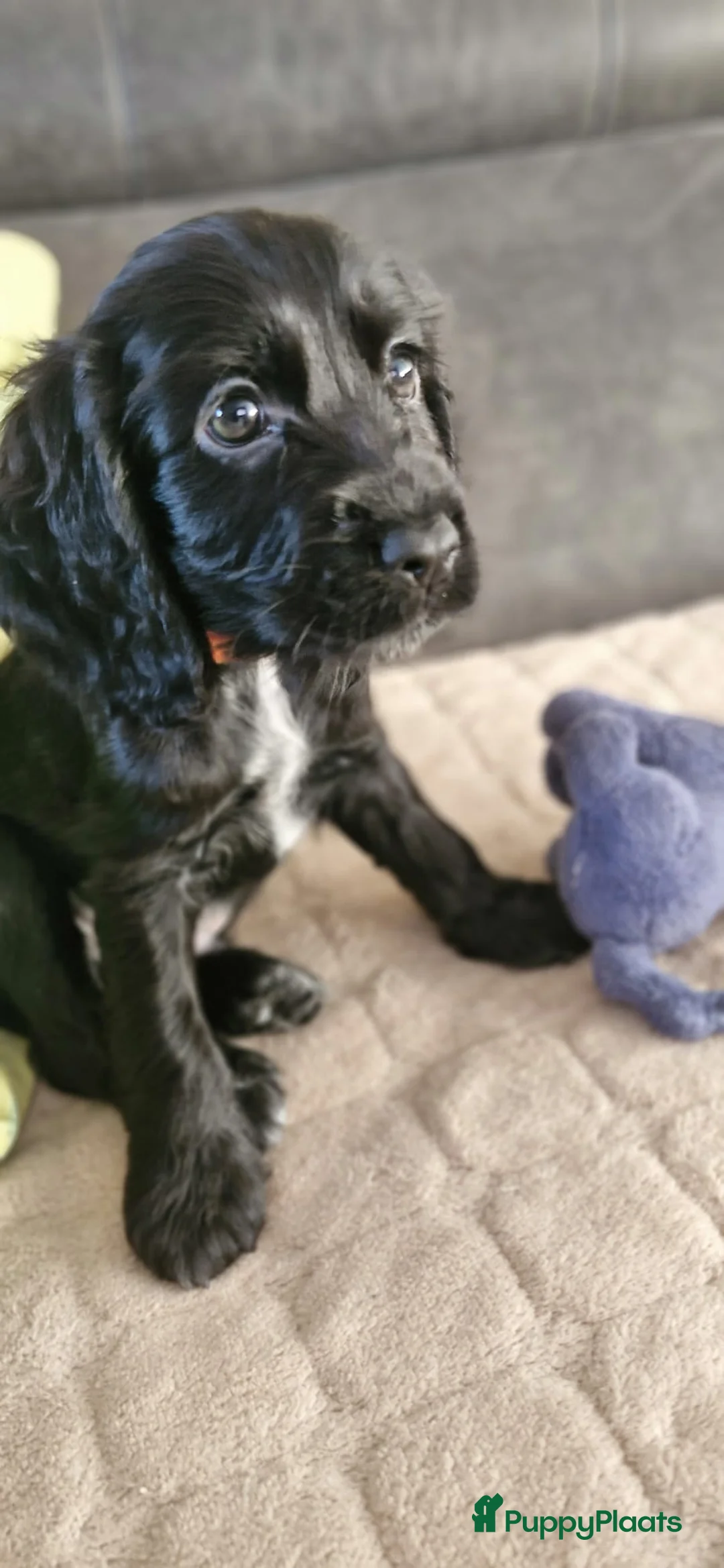 Engelse Cocker Spaniel honden te koop: Cocker Spaniel pup - Advertentie 4