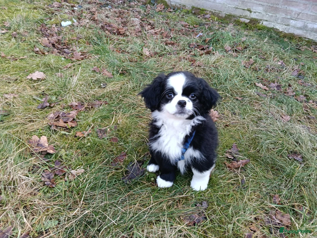 Kruising honden te koop: Leuke lieve puppy  - Advertentie 4