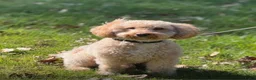 Kruising honden te koop: Mini Labradoodle  - Advertentie 4
