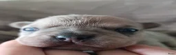 Franse Bulldog honden te koop: Franse bulldog pups  - Advertentie 3